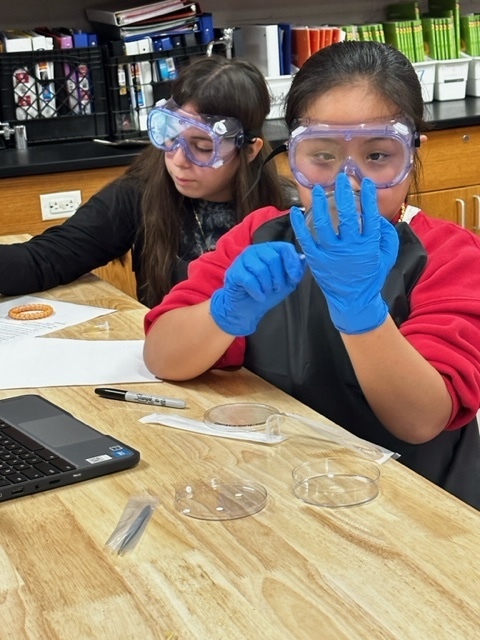 Students in Mrs. Elrod’s Medical Detective class began growing bacteria and testing antibiotics treatments today. Students will use this information to develop a treatment plan for their patient case files.